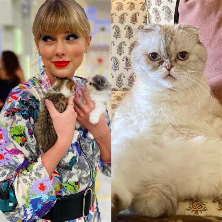 Taylor Swift's Cats: A Deep Dive into the Feline Companions of the Pop Icon