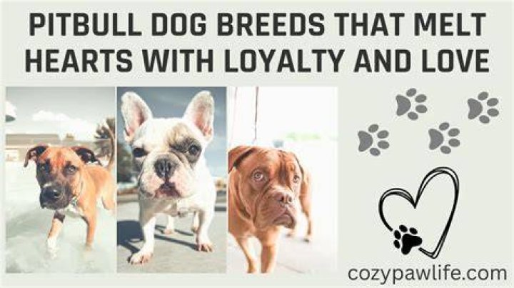 Understanding the Life of a Pitbull Wife: Love, Loyalty, and Lifestyle